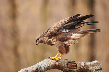 Buzzard (Buteo buteo(perched on a branch.