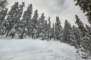 Snowy pine trees on a winter mountain landscape in the Alps