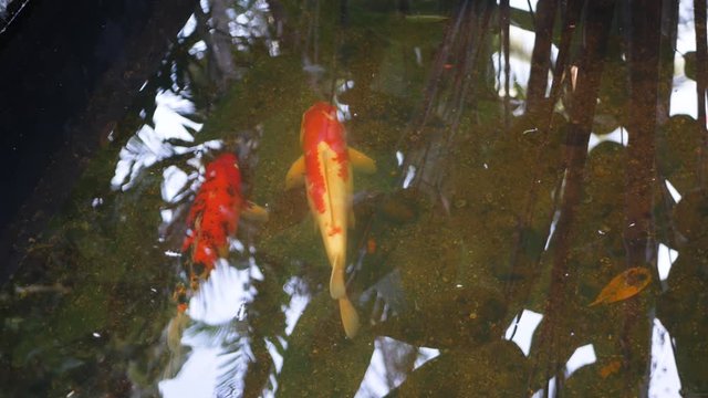 Natural background, aquarium close up. Vibrant Colorful Japanese Koi Carp fish swimming in traditional garden pond. Chinese Fancy Carps under water surface. Oriental symbols of fortune and good luck
