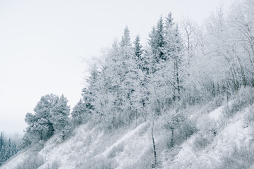 Hill Top Snowscape - Forests on the Edge - Winterscape