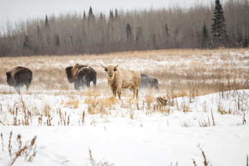 white buffalo bison beefalo