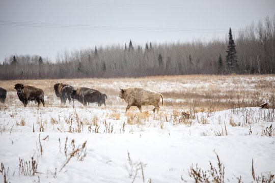 White Buffalo Bison Beefalo
