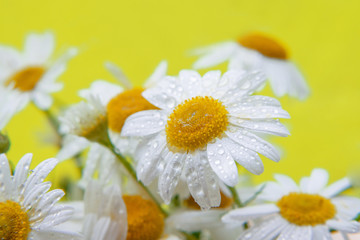 forest large white daisies on a yellow background