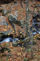 autumn in the park