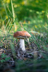 fabulous large mushroom orange-cap boletus growing on a Sunny day in the grass