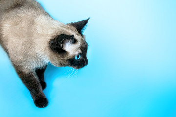 a Siamese cat descends from the corner of the frame on a blue background