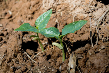 Planting yard-long bean in an organic farm, bean seeds are germinating.