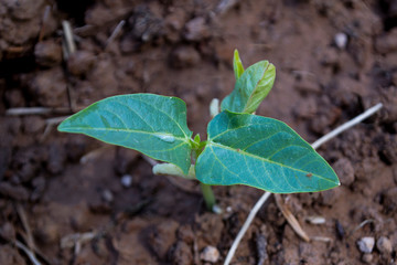 Planting yard-long bean in an organic farm, bean seeds are germinating.