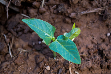 Planting yard-long bean in an organic farm, bean seeds are germinating.