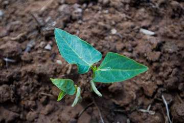 Planting yard-long bean in an organic farm, bean seeds are germinating.