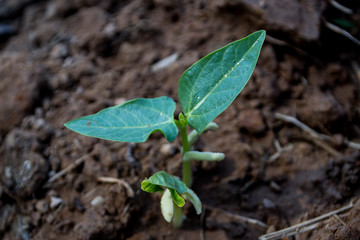 Planting yard-long bean in an organic farm, bean seeds are germinating.