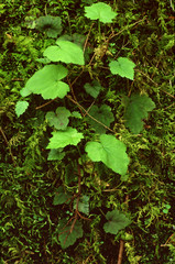 green ivy on the wall