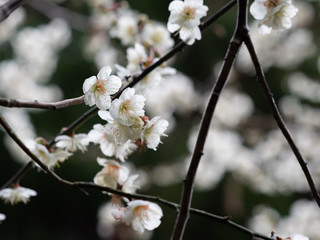 白い梅の花　背景暗め