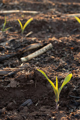 young plant in garden