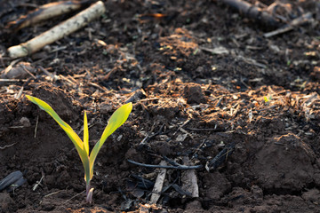 young plant in garden