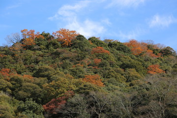 紅葉　青空　冬　山