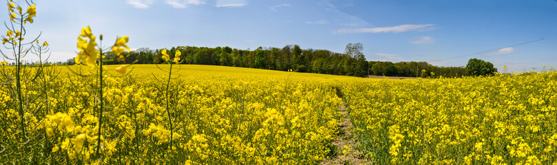 Fototapeta premium Rapsfeld, Alt Pastitz, Insel Rügen