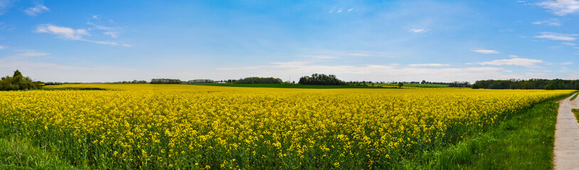 Obraz premium Rapsfeld, Alt Pastitz, Insel Rügen