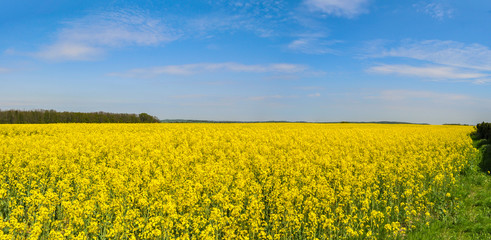 Obraz premium Rapsfeld, Alt Pastitz, Insel Rügen