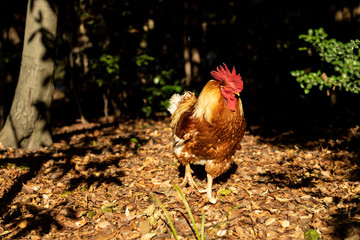 熱田神宮の神鶏