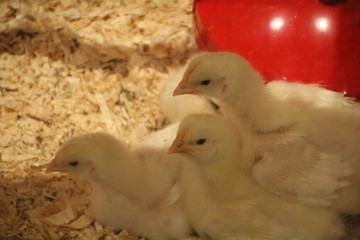 Young Chickens, Edmonton Valley Zoo, Edmonton, Alberta