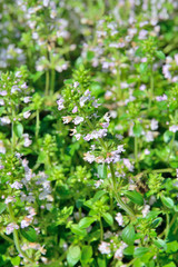 Herb thyme (Thymus komarovii) 10