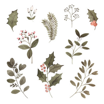 Watercolor Christmas plants, branches and berries. Hand painted holly, mistletoe white, eucalyptus, pine branches, berries. Floral botanical illustrations for cards, design, print.