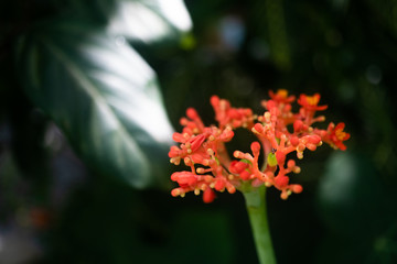 Selective focus of beautifu flower on nature green bokeh background.