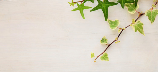 branch with green leaves on white background.