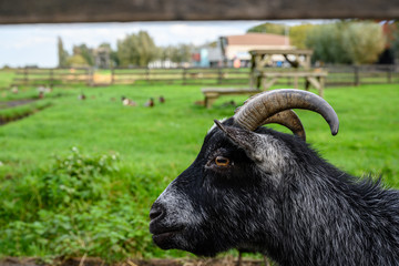 Goat head close up and green pastures are a farm that tourists can visit at Zaanse Schans, Zaandam, Netherlands. This is a popular tourist destination.