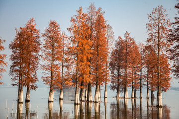 Water forest, Siming Lake, Yuyao, Zhejiang, China