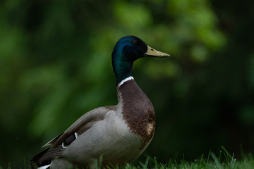 duck - greenwich