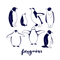 Hand drawn cartoon penguins isolated on white background. Illustration of the Penguins. Vector Image. Vector penguins silhouette.