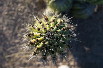 Close up of desertic green cactus in a sunny day