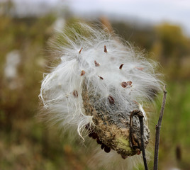 Milkweed pod cracked open to show seeds