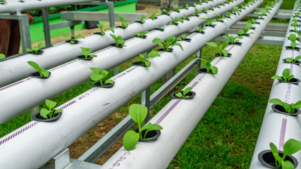 hydroponic vegetables system. seed of mustard greens on pvc pipe full of nutrient
