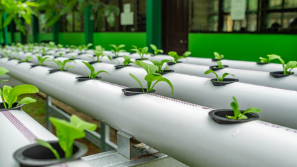 hydroponic vegetables system. seed of mustard greens on pvc pipe full of nutrient