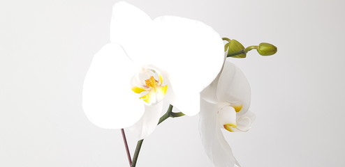 orchid on white background