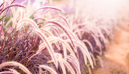 fountains grass purple flower background