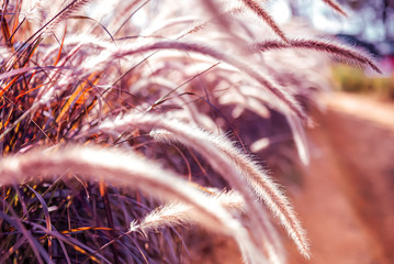 Closeup fountains grass purple flower background
