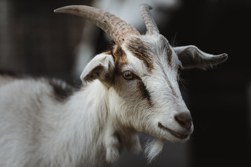 Close up of a male goat