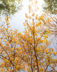 Autumn leaves tree in the forest 
