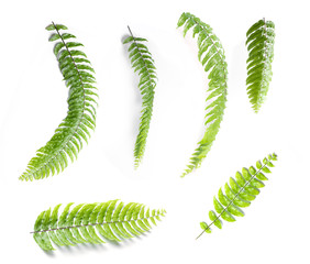Set of Boston fern leaves isolated on white background