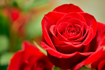 Close up of a Red Rose