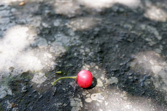 Talok or Kersen (Muntingia calabura), Jamaican cherry (Panama berry) on the concrete road. Top view close up details.