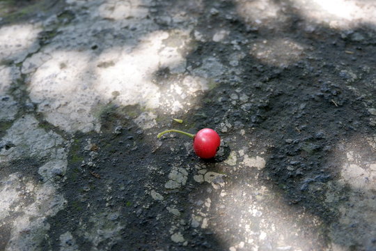 Talok or Kersen (Muntingia calabura), Jamaican cherry (Panama berry) on the concrete road. Top view close up details.