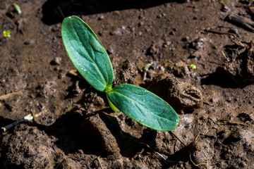 Cucumber seedlings are planted in organic soil.