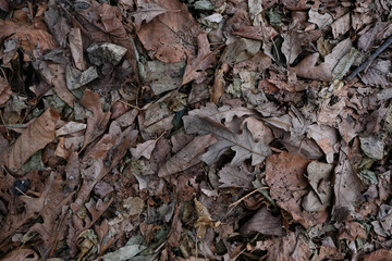 closeup of pile of leaves in fall