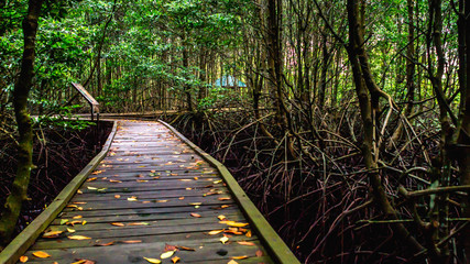 Boardwalk /wooden pathway surrounded with mangrove plants at Kutai National Park, Indonesia - Powered by Adobe