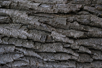 closeup texture of bark of a tree